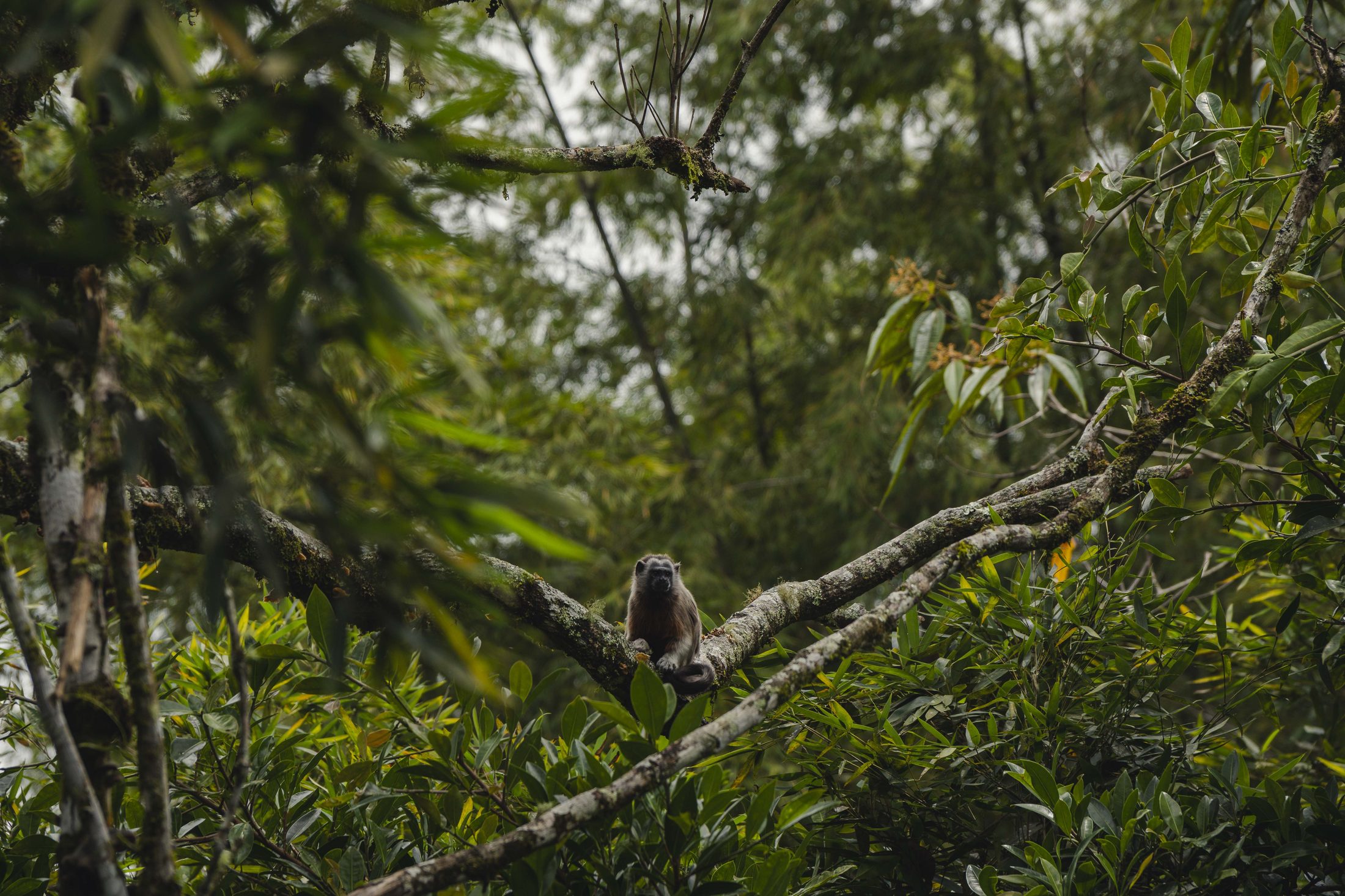 Tamarin monkey in the canopy at Tierra de Agua